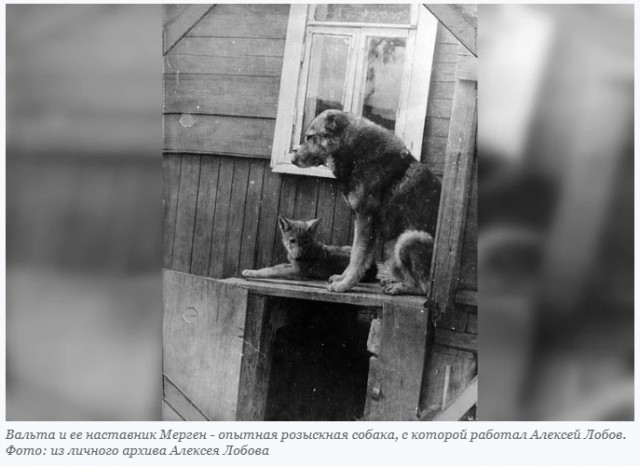 История первого в мире волка, приученного к розыску преступников