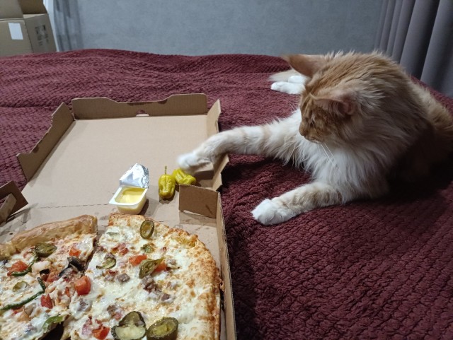 Кошка