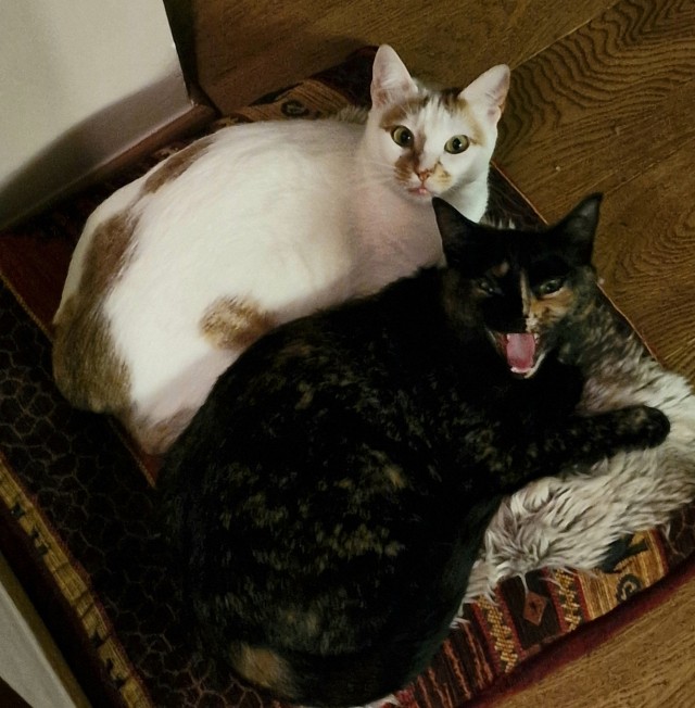Котовторник