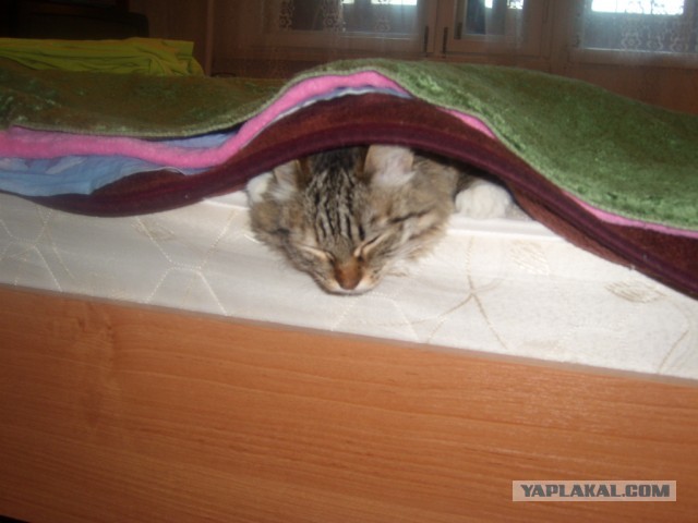 Котовторник 09.04.2013