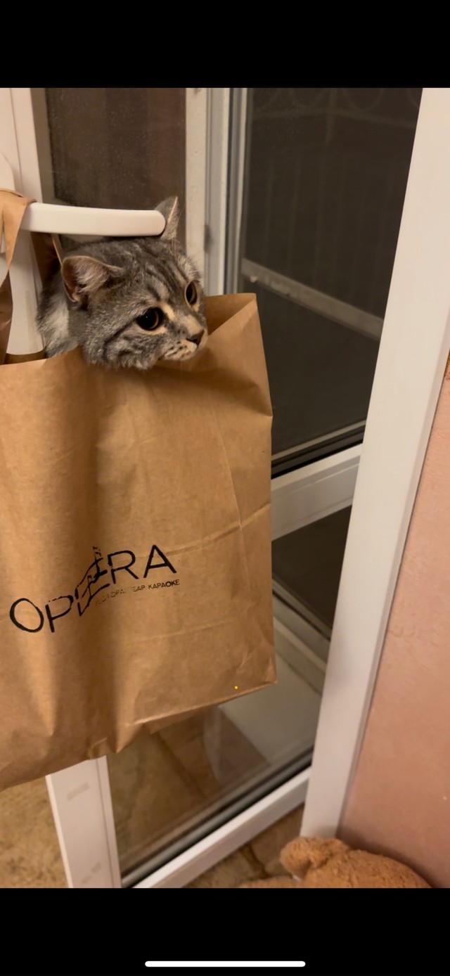 Коты - мастера на все лапы
