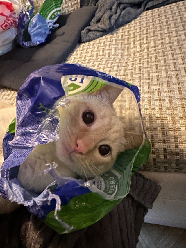 Ловушки для котов