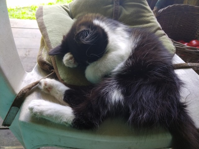 Кошак