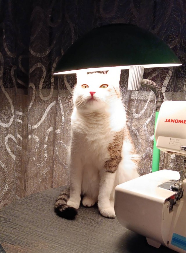 Мой котяра