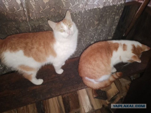 Жизнь домашнего приюта для котеек 480