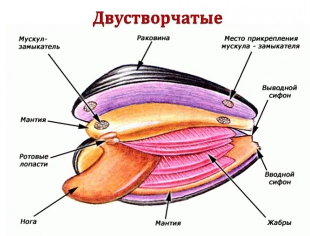 Это не косплей, а одежда на каждый день