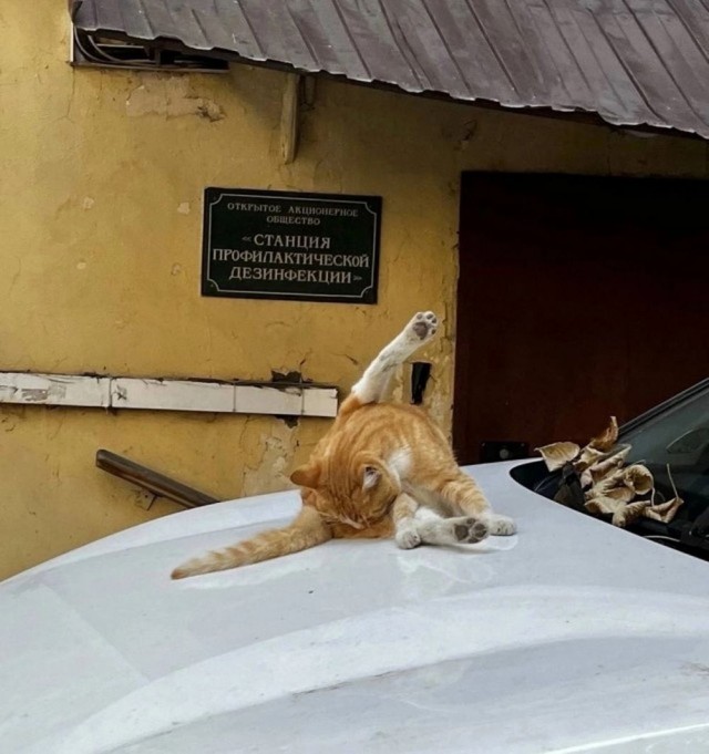 ФотоВинегрет