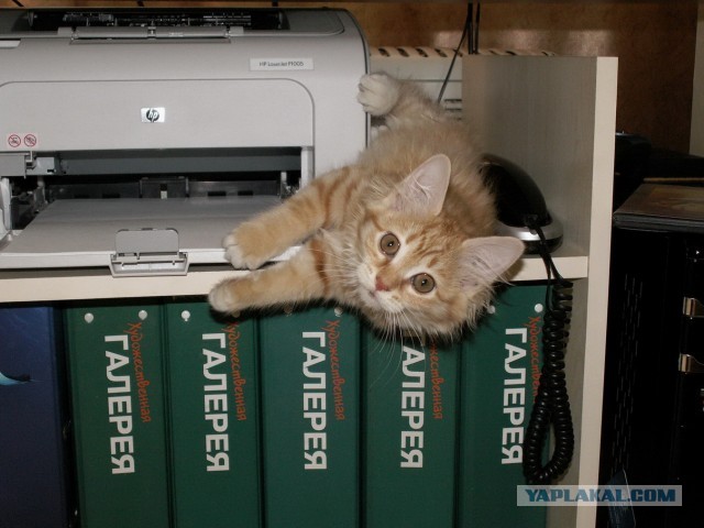 И опять. Коте VS Принтер