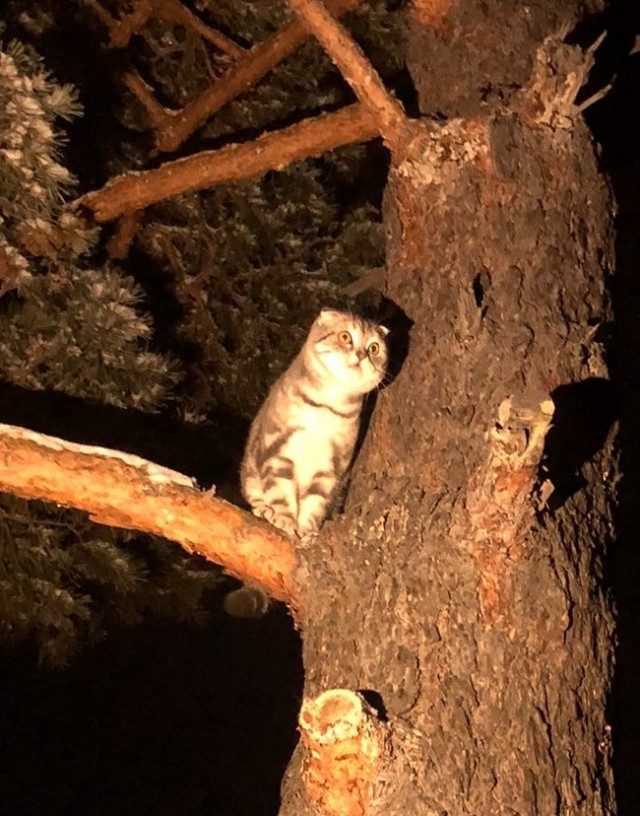Котовторник