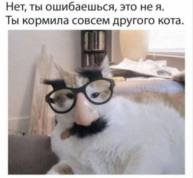 К котовторнику: подборка картинок-баянов с котиками и про котиков. Выпуск 2.