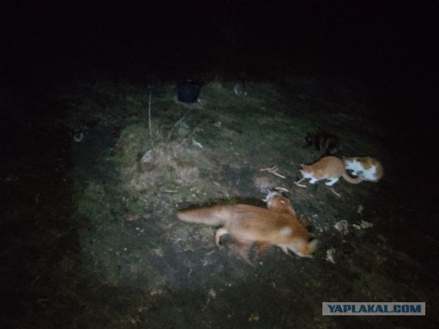 Жизнь домашнего приюта для котеек 534