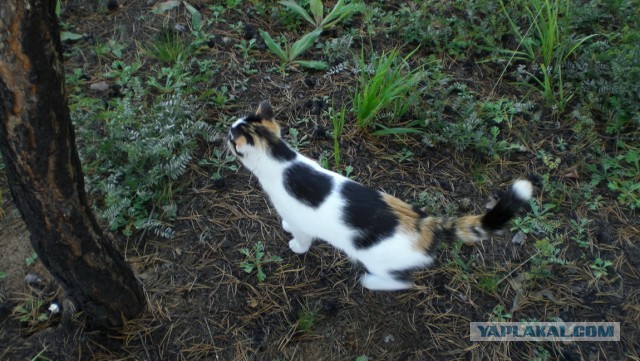 Котовторник 25.06.2013