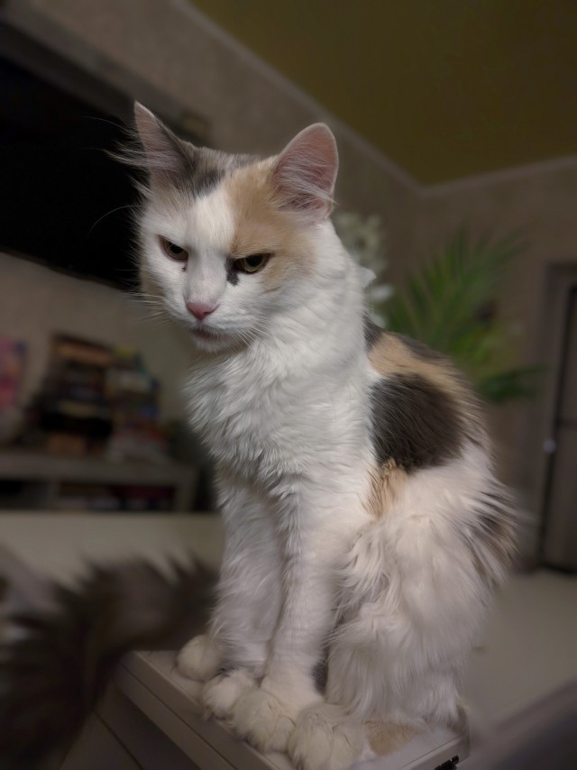 Моему коту Тому 2 года