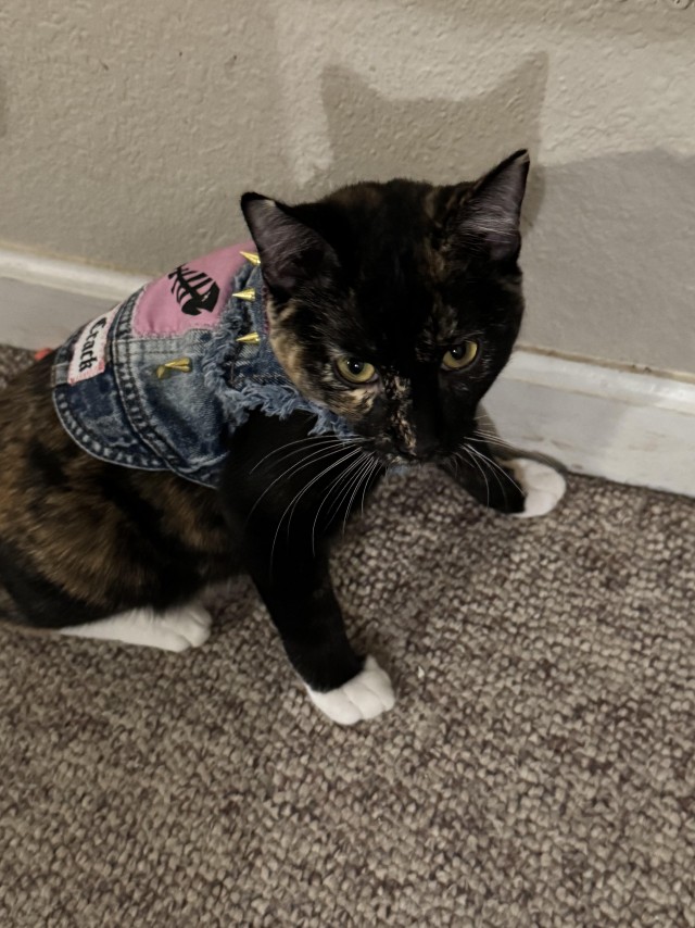 Панковская жилетка для трёхцветной кошки