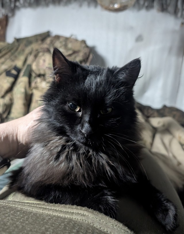 Кошковторник