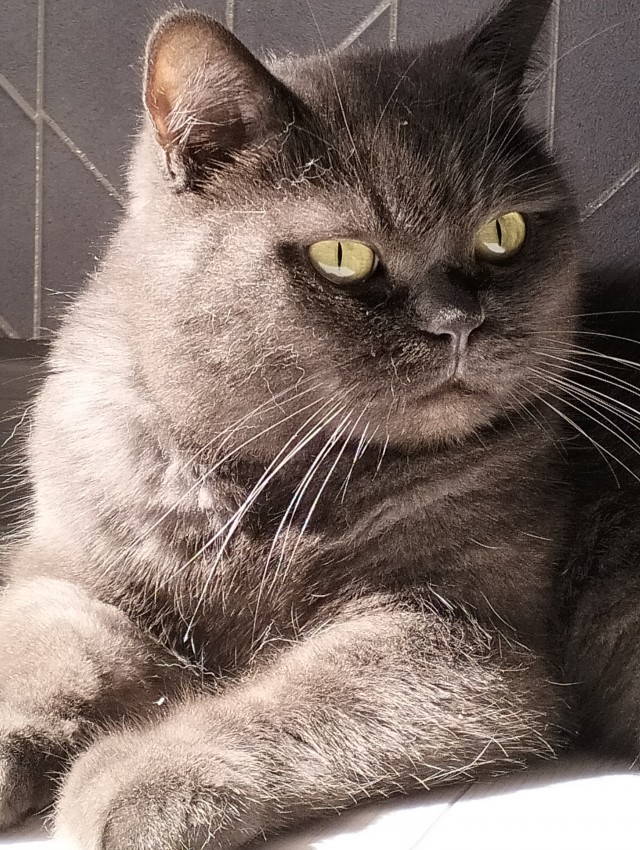 Вот и мой кот