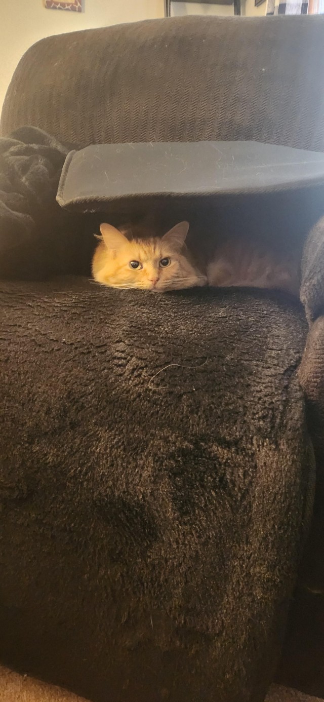 Кошка по имени Псих