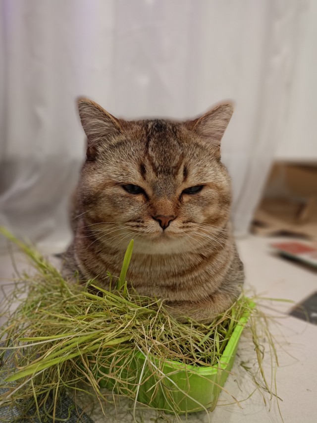 Пора кота