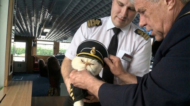 Зачем моряки держали кошек на кораблях — и это не про крыс