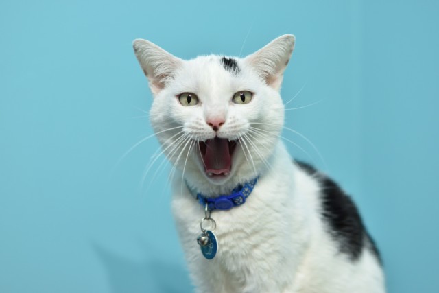 Продолжаем котовторник.
