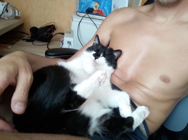Довольное котэ