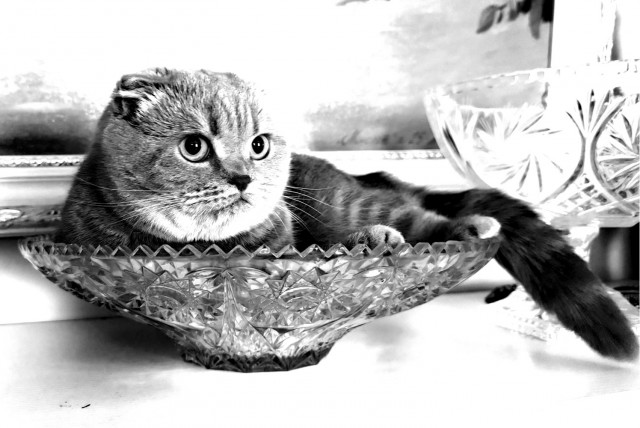 Как гнездятся коты 2