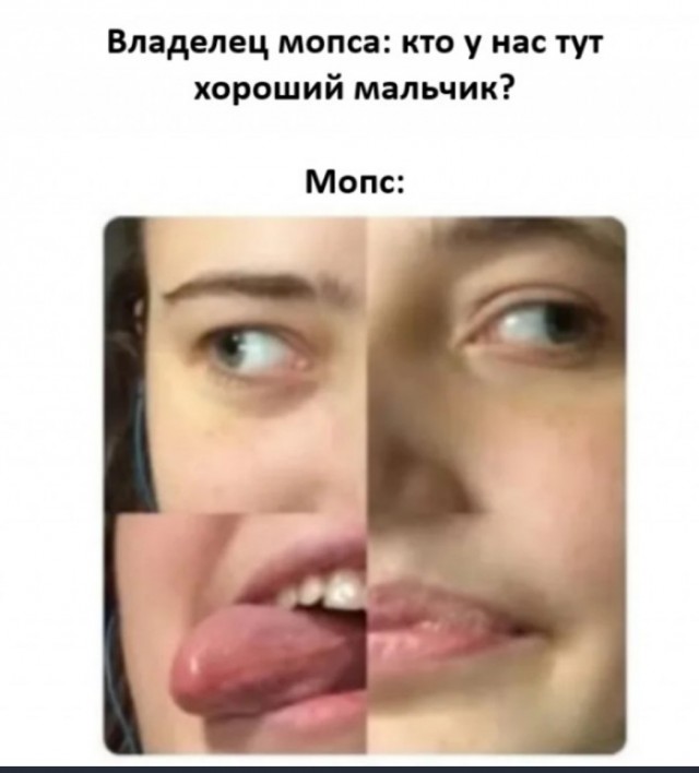 Сын сказал, что если бы он решил завести собаку то это был бы мопс.