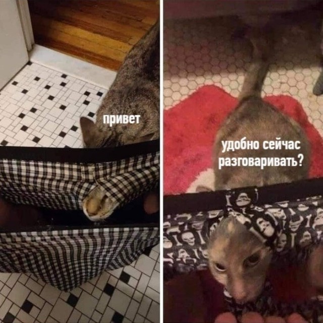 Возлюби кота ближнего своего