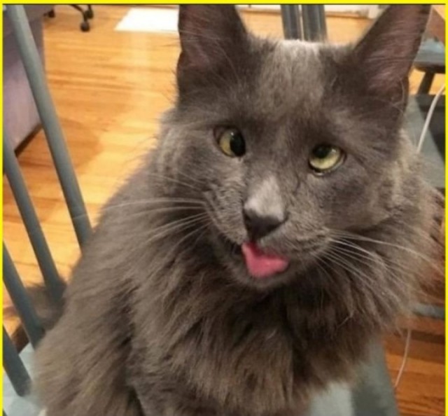 Котэвторник
