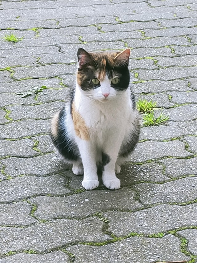 Уличных трёхцветных кошек тред
