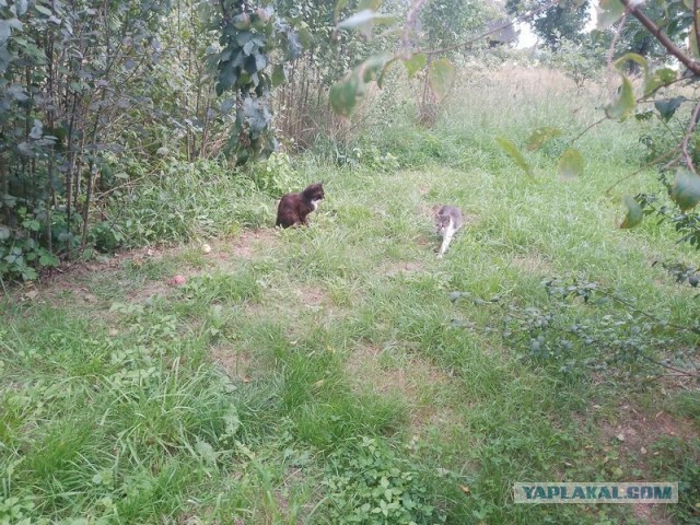 Жизнь домашнего приюта для котеек 581
