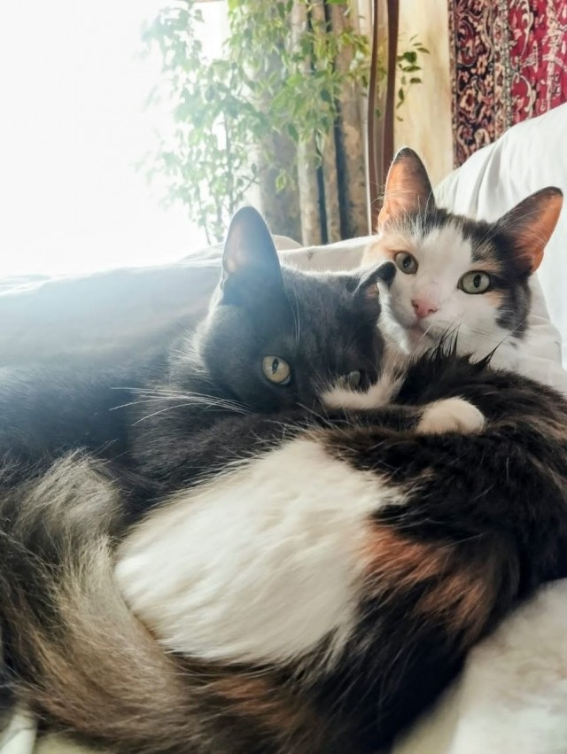 Завтра же котовторник