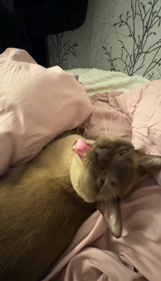 Котовторник