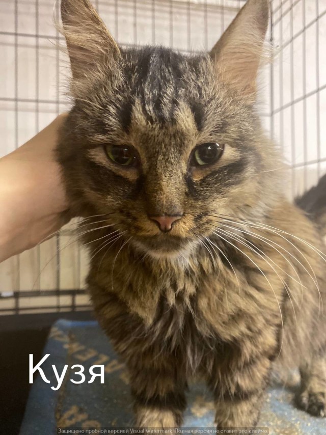 Жизнь домашнего приюта "Котоленд" 567
