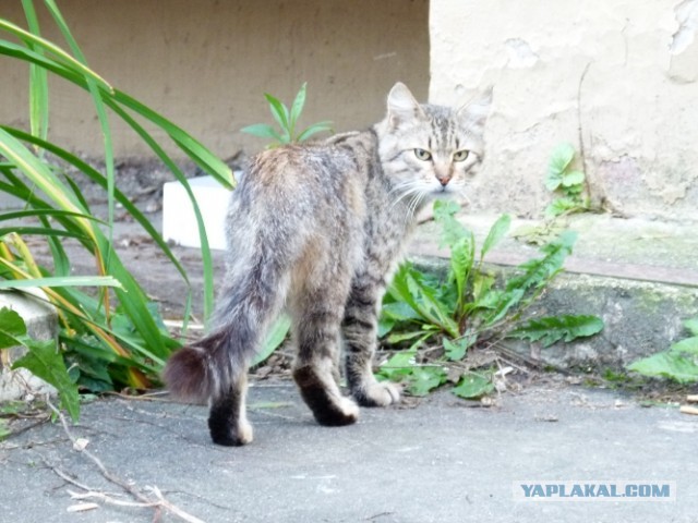 Котовторник   27.08.2013