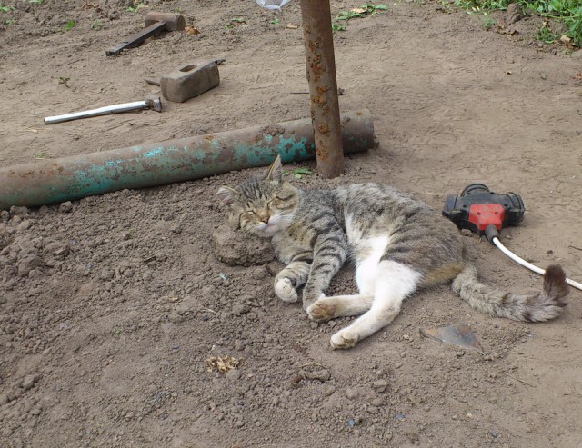 Котовторник 12.11.2013