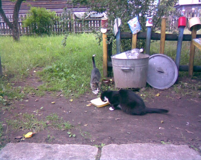 Котовторник   17.12.2013