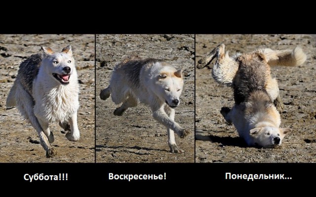 Шлёп