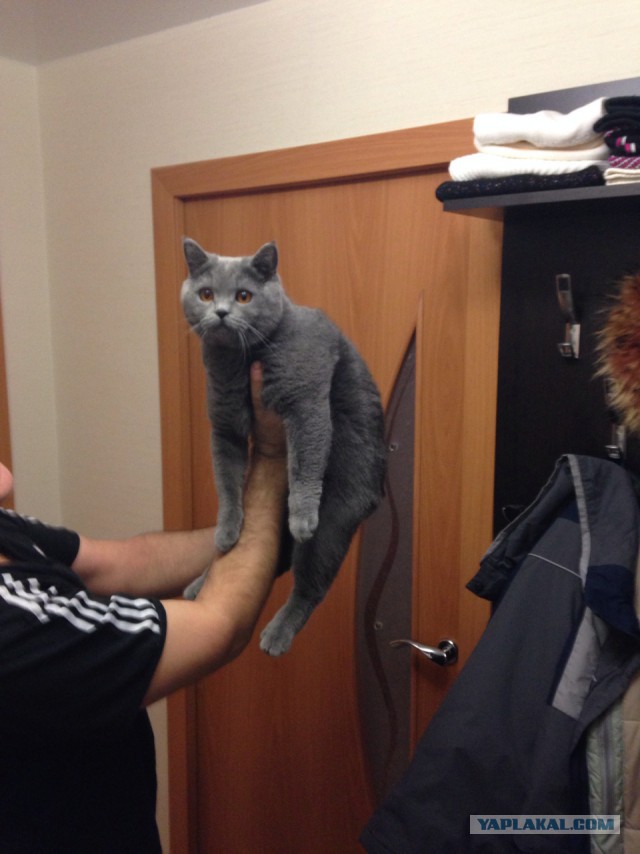 Котовторник 4.02.2014