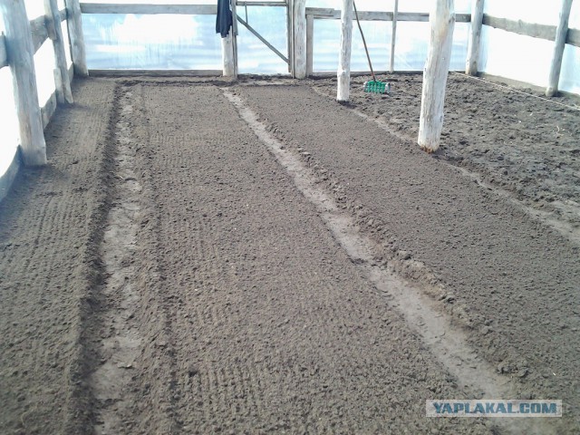 Любителям зелени