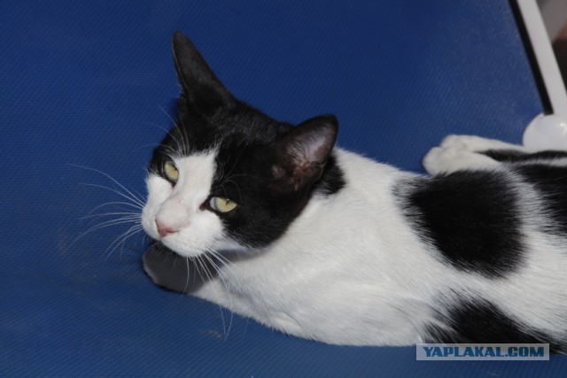 Котовторник 05.03.13