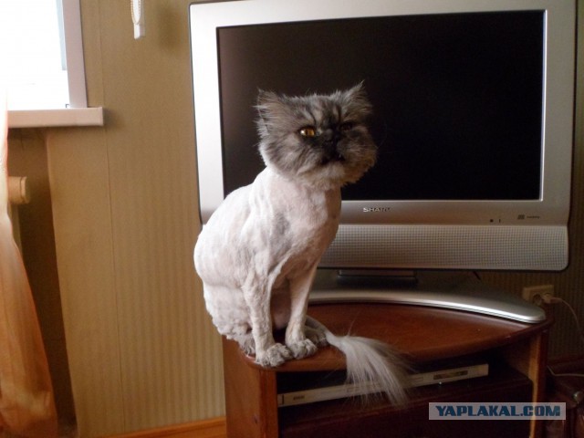 Котовторник 29.04.14.