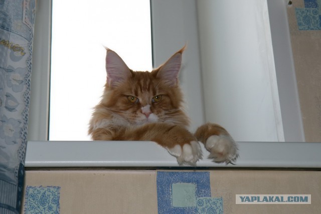 Котовторник 17.06.2014