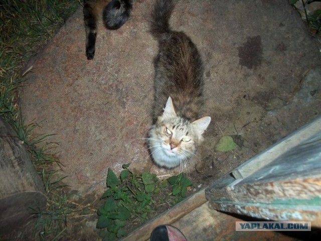 Жизнь домашнего приюта для котеек 21