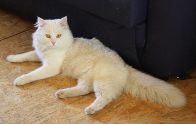 Котовторник 12.08.2014