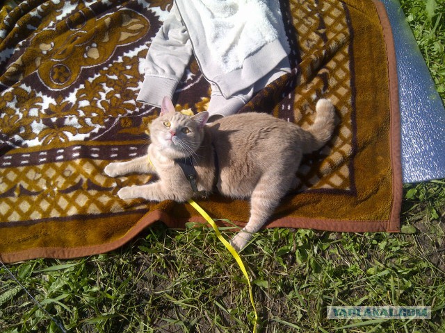 Котовторник 26.08.14.