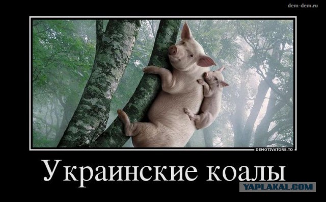 Прикольные пикчи