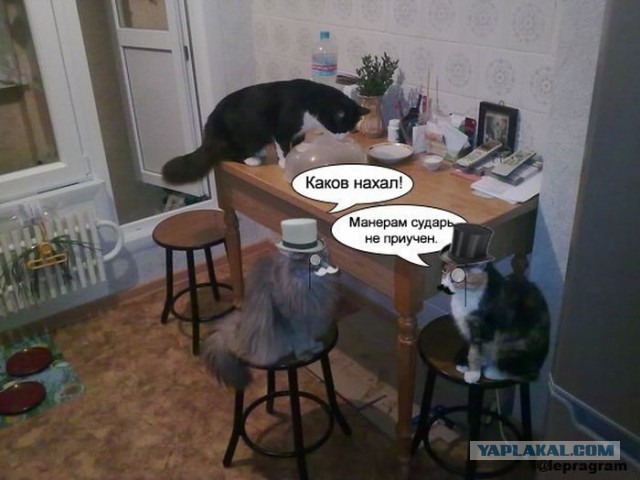 Вежливость, или все же куда мы катимся