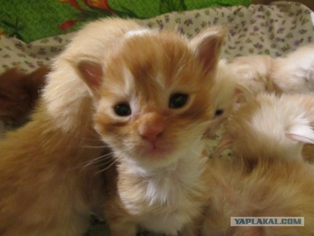 Котовторник 2.12.14
