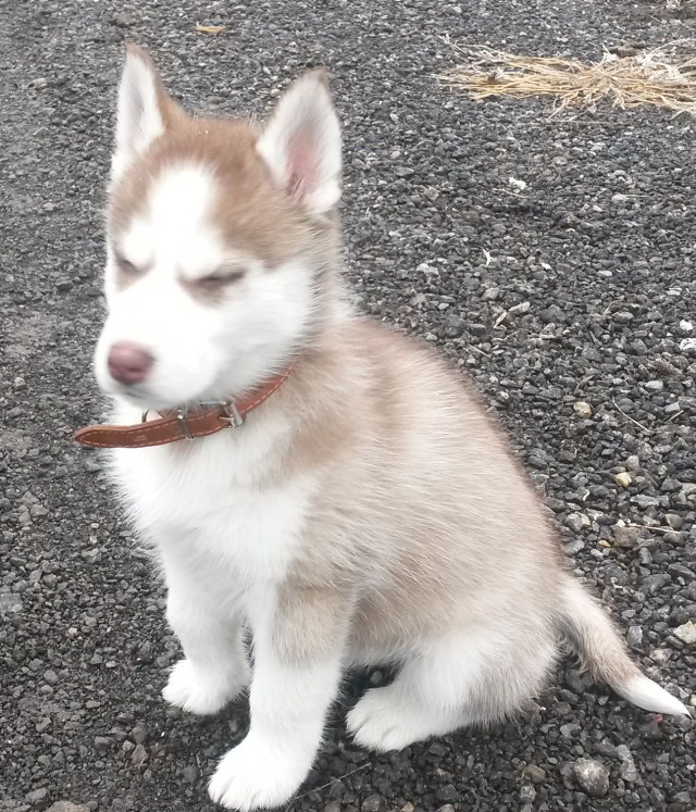 Хаски щен